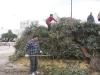 Focara (15)